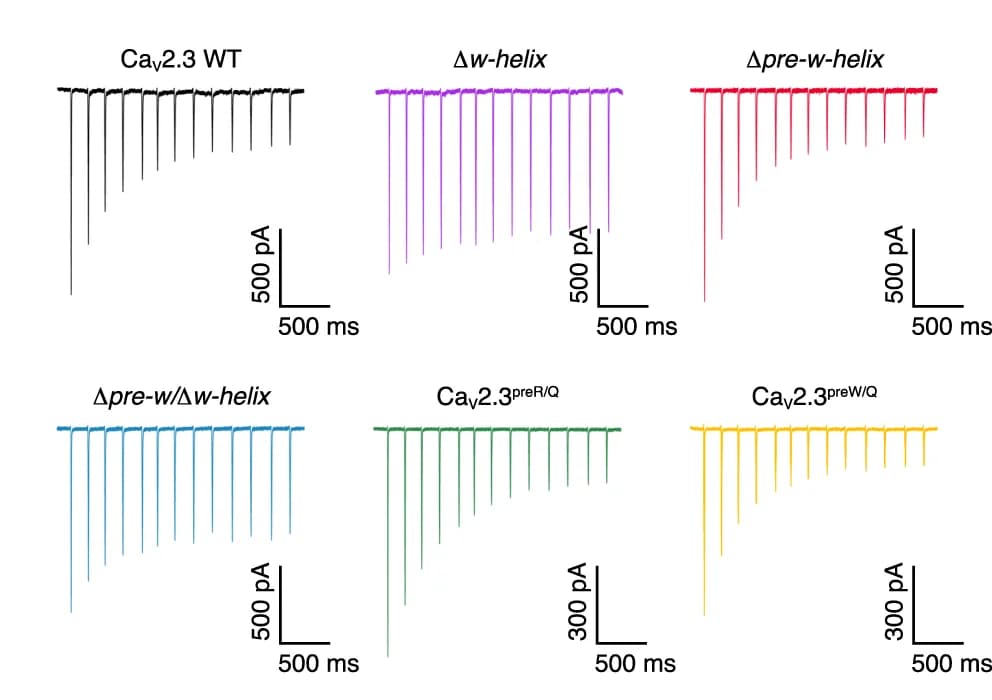 Open access visualization of Line Plot, Current Responses, AP Trains, Voltage-Clamp Protocols, Ca V 2.3 WT