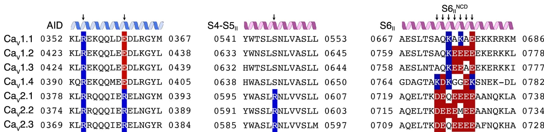 Open access visualization of Illustration, Workflow, Sequence Alignment, Ca V 1, Ca V 2