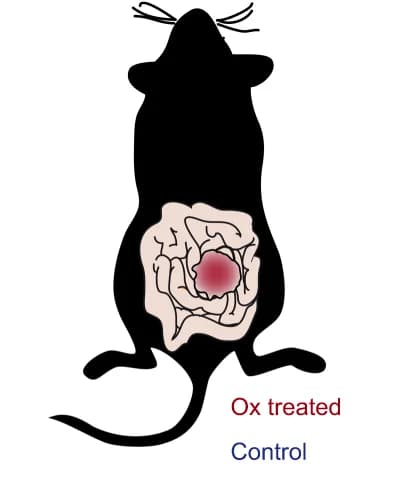 Open access visualization of Illustration, Tumor Analysis, Tumor Growth, CD31, CD45