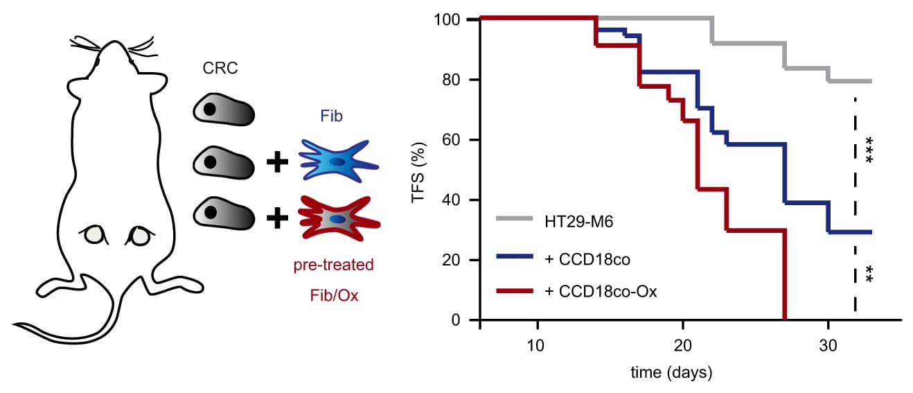 Open access visualization of Survival Curve, Illustration, Kaplan-Meier Plot, Tumor Initiation, Nude Mice