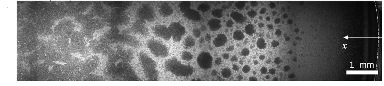 Open access visualization of Microscopy, Confocal Microscopy, Cell Domains, Meniscus