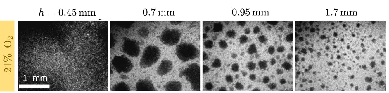 Open access visualization of Microscopy, Photo, Medium Height, Domain Size, Atmosphere