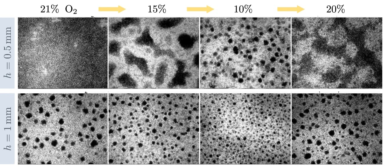 Open access visualization of Microscopy, Oxygen Content, Atmosphere, Medium Height