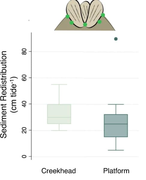 Open access visualization of Box Plot, Sediment Redistribution, Biodeposits, Creekhead, Marsh Platform