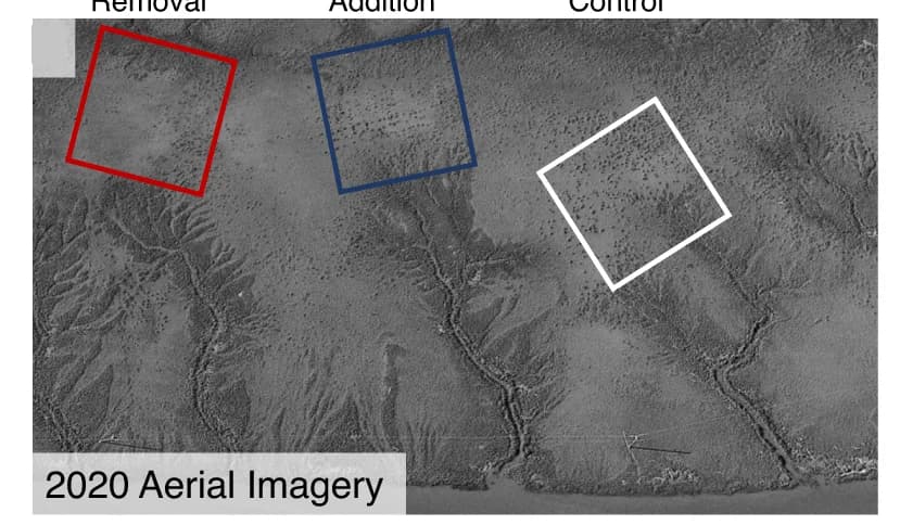 Open access visualization of Photo, Aerial imagery, Experimental areas, Marsh platform, Mussel aggregations