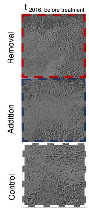 Open access visualization of Photo, Elevation differences, Experimental treatment plots, DEM creekshed, Mussel removal