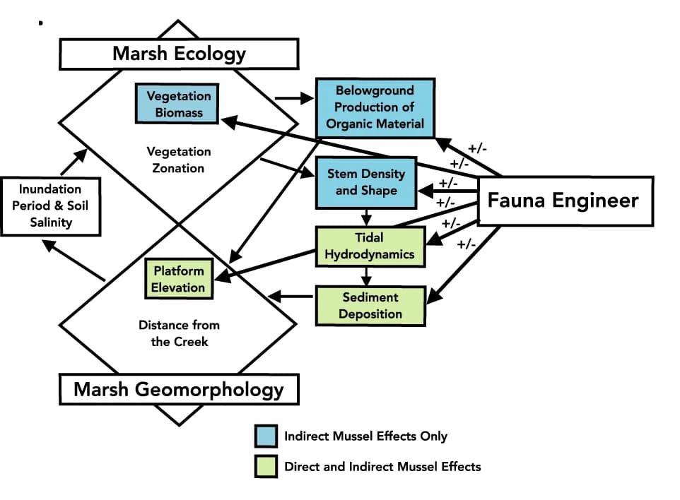 Open access visualization of Workflow, Flowchart, Conceptual Model, Fauna Engineers, Ecogeomorphology