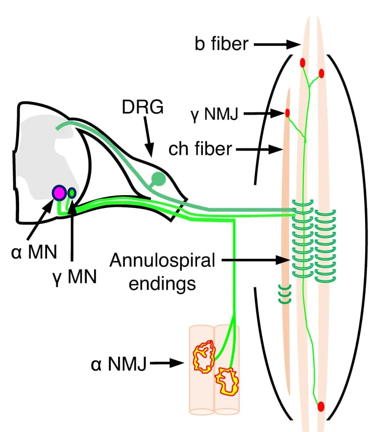 Open access visualization of Illustration, Workflow, Muscle Spindle, Neuromuscular Junction, Motor Neuron
