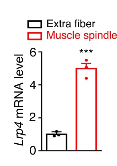 Open access visualization of Bar Plot, Error Bars, Lrp4 mRNA, Muscle Spindle, Tdtomato