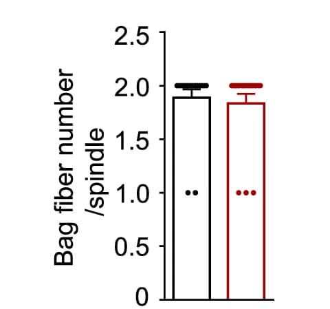 Open access visualization of Bar Plot, Error Bars, Clustered, Bag Fibers, Muscle Spindles