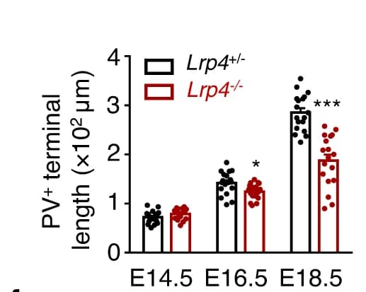 Open access visualization of Bar Plot, Scatter Plot, PV terminal length, Muscle spindles