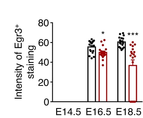 Open access visualization of Bar Plot, Error Bars, Egr3 nuclei staining, Muscle spindles