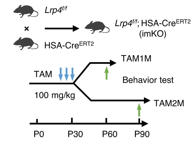 Open access visualization of Workflow, Flowchart, Lrp4 f/f ; HSA-Cre ERT2 mice, Tamoxifen, Behavior tests