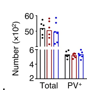 Open access visualization of Bar Plot, Scatter Plot, Error Bars, Neurons, PV Neurons