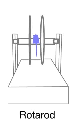 Open access visualization of Illustration, Rotarod Test