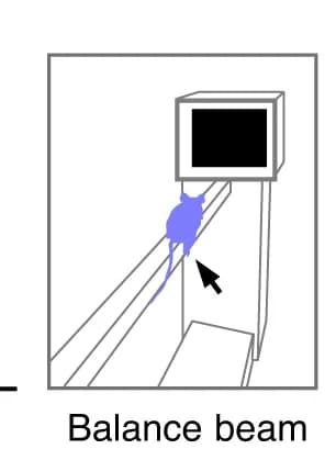 Open access visualization of Illustration, Balance Beam, Walking Task