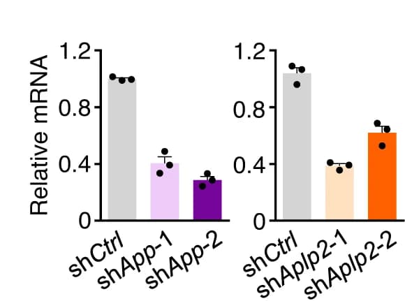 Open access visualization of Bar Plot, Error Bars, Quantitative RT-PCR, App shRNAs, Aplp2 shRNAs