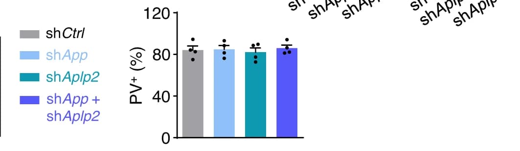 Open access visualization of Bar Plot, Error Bars, Quantification, Parvalbumin Positive Neurons, Virus Infection