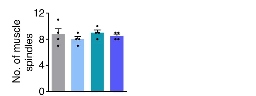 Open access visualization of Bar Plot, Error Bars, Scatter Plot, Muscle Spindle, Number