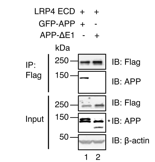 Open access visualization of Gel, Co-IP, LRP ECD, GFP-APP