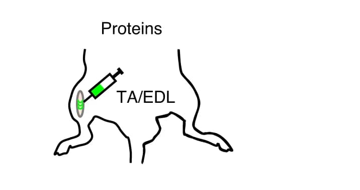Open access visualization of Illustration, Schematic Diagram, Recombinant Proteins, Injection