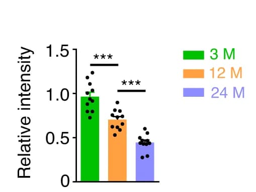 Open access visualization of Bar Plot, Scatter Plot, LRP4, Muscle Spindles, Mice