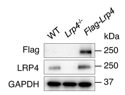 Open access visualization of Gel, Flag-LRP4, Skeletal Muscle, Western Blotting, Protein Expression
