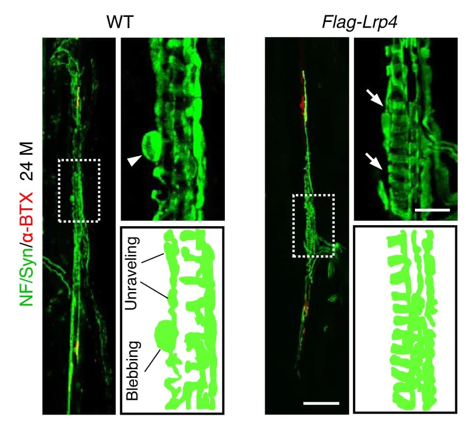 Open access visualization of Microscopy, Illustration, Muscle Spindles, EDL Muscles, Mice