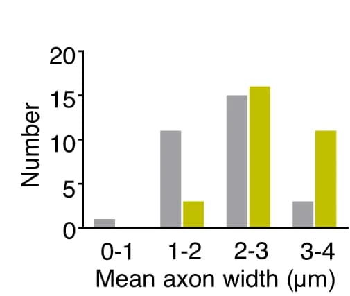 Open access visualization of Clustered, Bar Plot, Axon Width, WT Mice, Flag-Lrp4 Mice