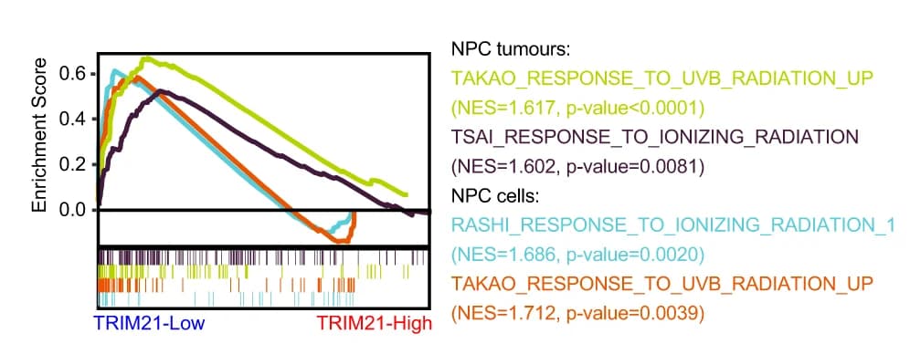 Open access visualization of Line Plot, GSEA, Radiation Response, TRIM21, Tumors