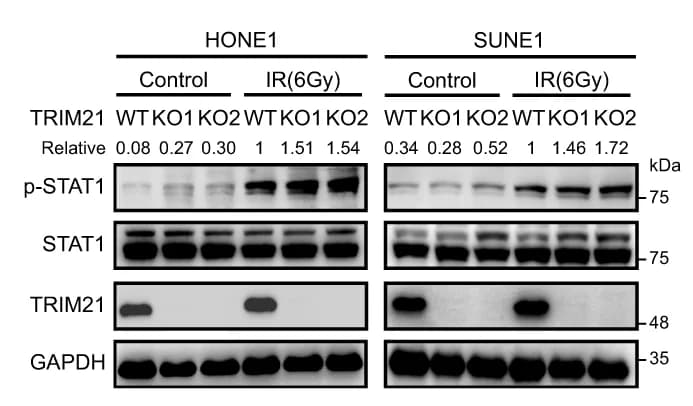 Open access visualization of Gel, WT, TRIM21-KO, NPC Cells, IR