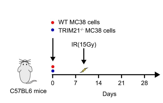 Open access visualization of Illustration, Workflow, WT, TRIM21 -/-, MC38 Cells