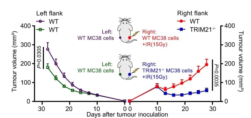 Open access visualization of Line Plot, Error Bars, Tumor Growth, Abscopal Tumors, WT-MC38