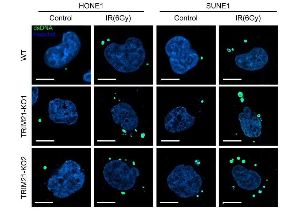 Open access visualization of Microscopy, IF Staining, dsDNA, Cytosolic DNA, Representative Images