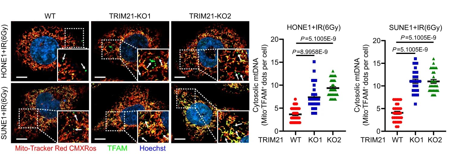 Open access visualization of Microscopy, Scatter Plot, Representative Images, Cytosolic mtDNA, TFAM