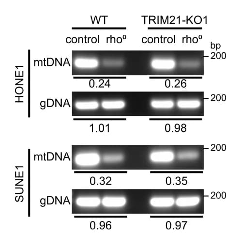 Open access visualization of Gel, qPCR, gDNA, mtDNA, GAPDH