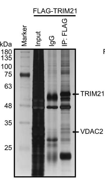 Open access visualization of Gel, Silver Staining, SDS-PAGE Gels, FLAG Immunoprecipitates, HONE1 Cells