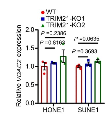 Open access visualization of Bar Plot, Error Bars, Clustered, VDAC2 mRNA, TRIM21-KO
