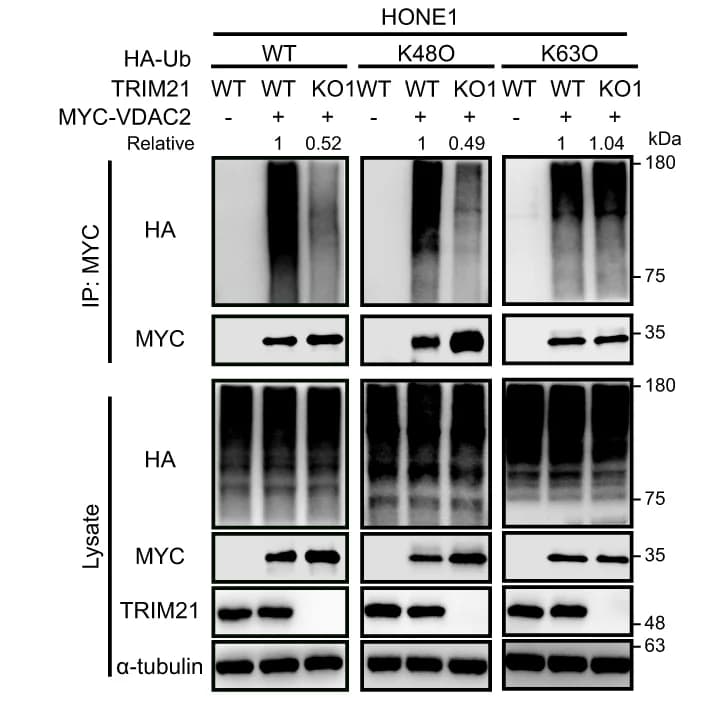 Open access visualization of Gel, Ubiquitination, MYC-VDAC2, WT, TRIM21-KO