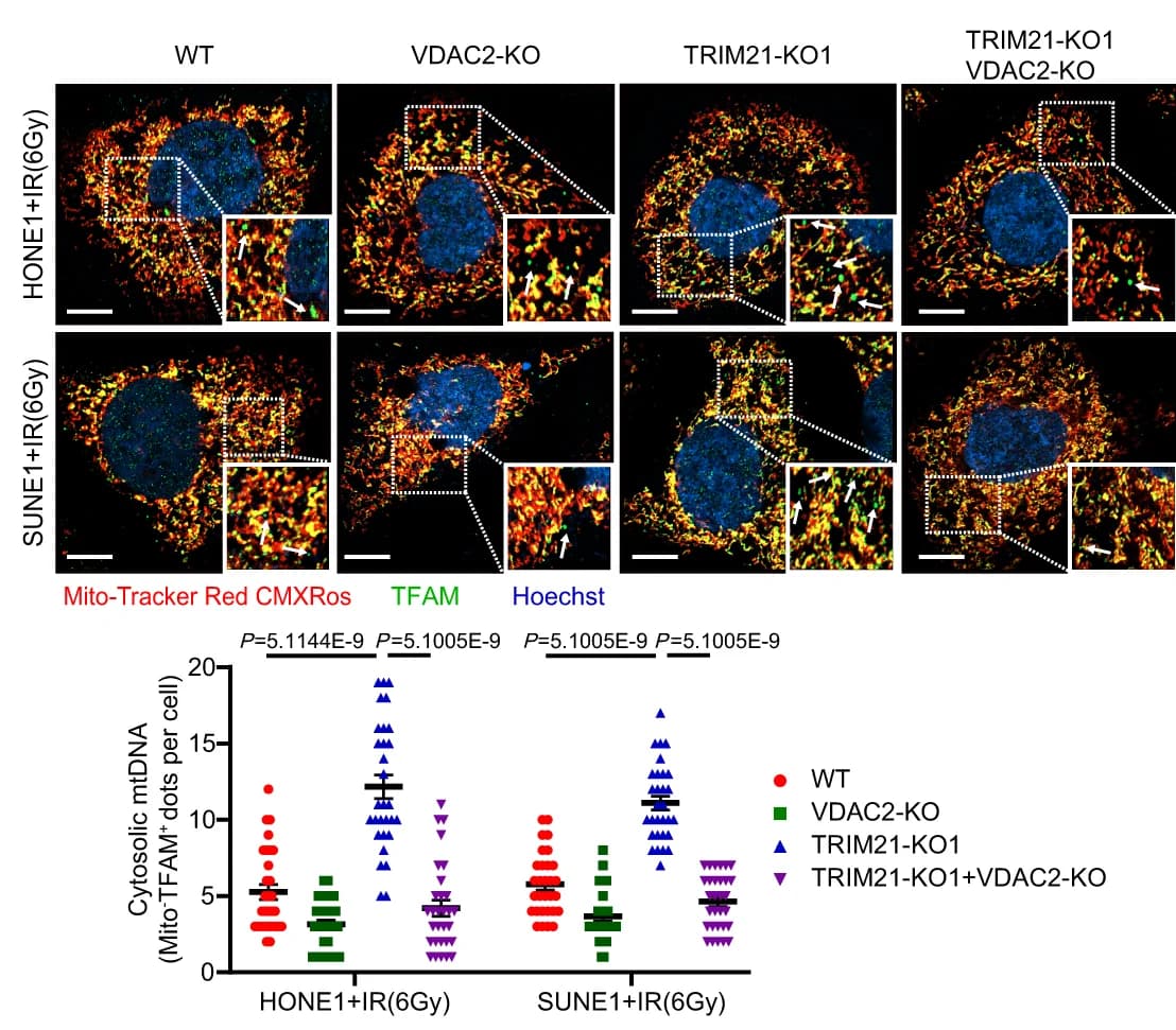 Open access visualization of Microscopy, Scatter Plot, mtDNA, TFAM, IR