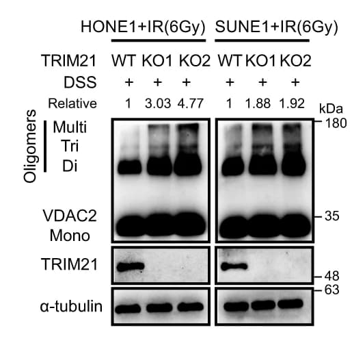 Open access visualization of Gel, VDAC2 Oligomers, NPC Cells, WT, TRIM21-KO