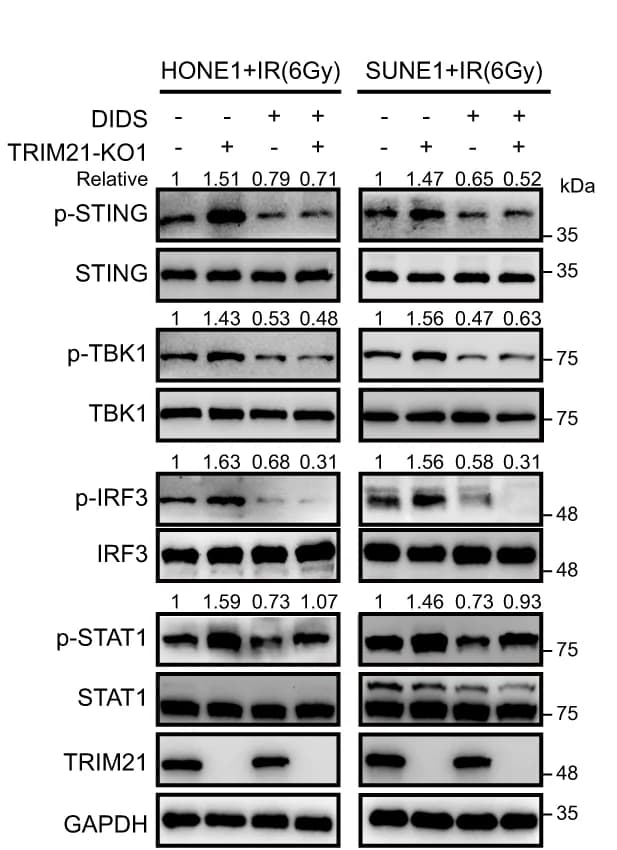 Open access visualization of Gel, Phosphorylated STING, TBK1, IRF3, STAT1
