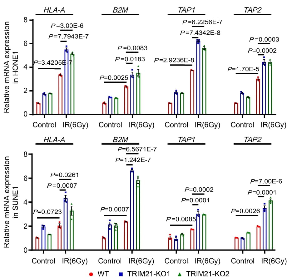 Open access visualization of Bar Plot, Error Bars, Clustered, WT, TRIM21-KO NPC Cells
