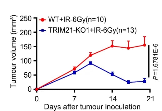 Open access visualization of Line Plot, Error Bars, WT, TRIM21-KO, SUNE1 Tumours