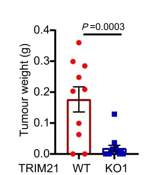 Open access visualization of Bar Plot, Error Bars, Scatter Plot, WT, TRIM21-KO