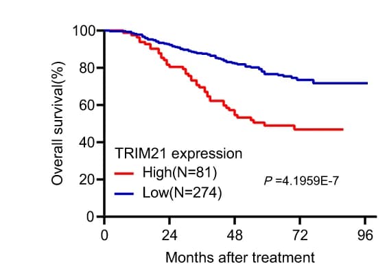 Open access visualization of Survival Curve, Line Step, Kaplan-Meier Analysis, Locoregional Recurrence-Free Survival, Disease-Free Survival