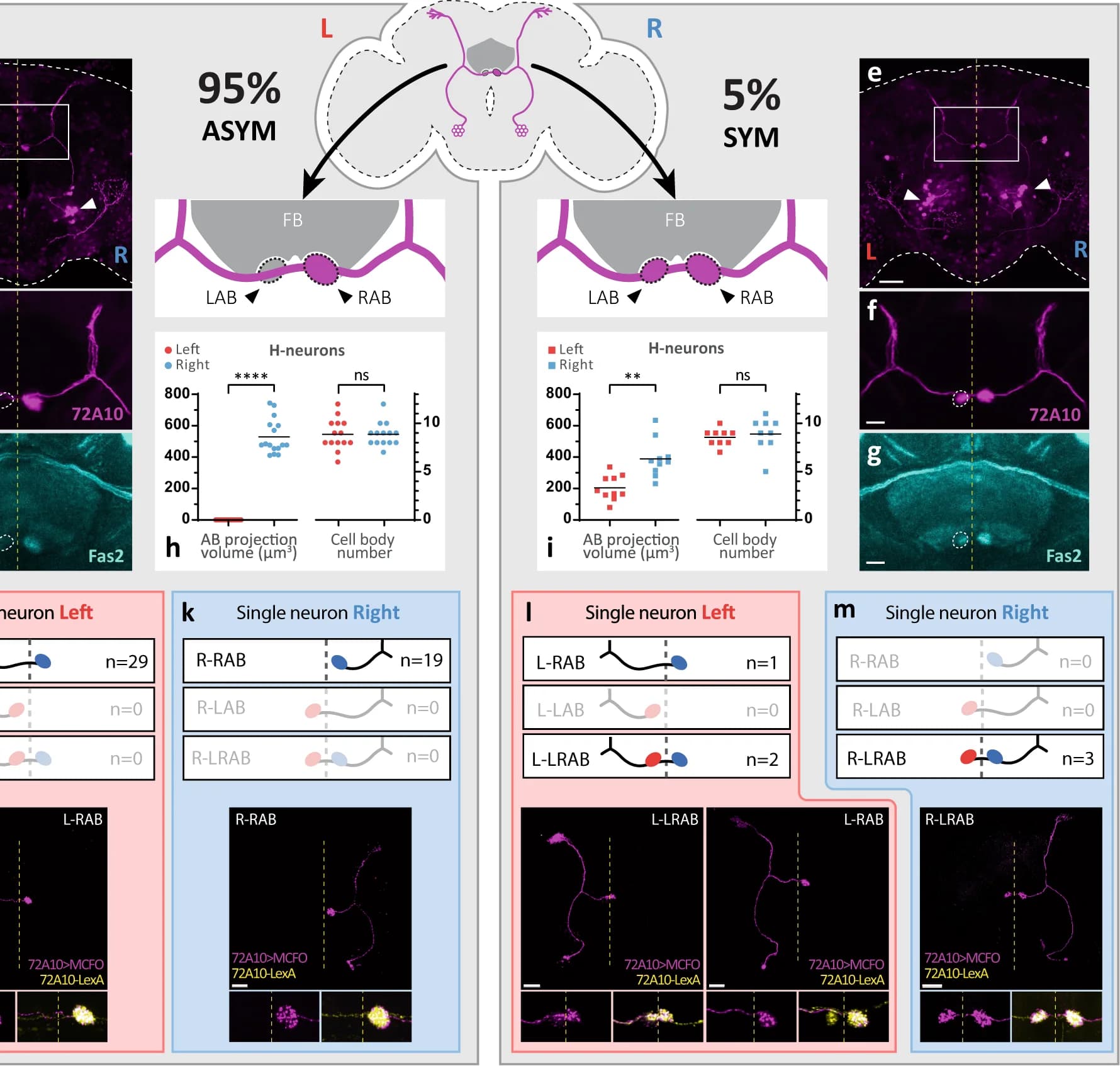 Open access visualization of Microscopy, Bar Plot, Scatter Plot, Illustration, H-neurons