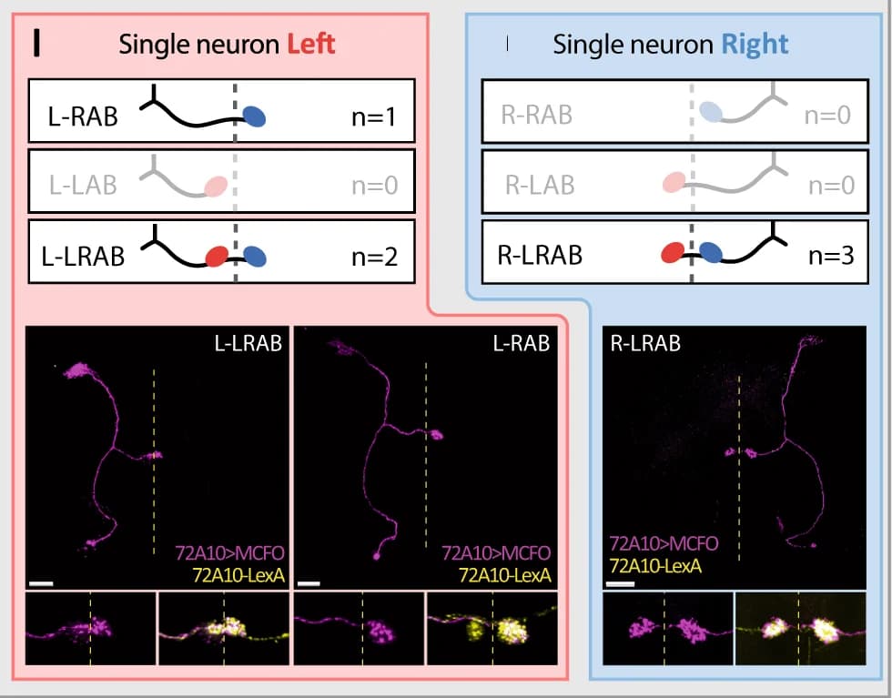 Open access visualization of Microscopy, Illustration, Single Cell Clone Analysis, H-neurons, Neuron Trajectories