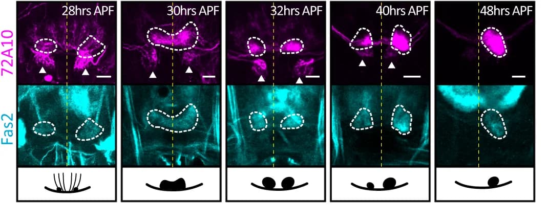 Open access visualization of Microscopy, Illustration, H-neuron, Confocal images, Pupal stages