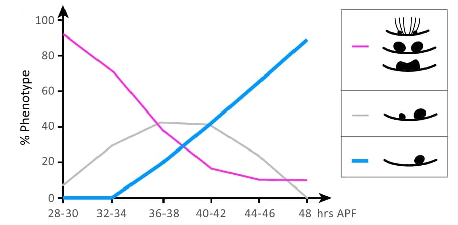 Open access visualization of Line Plot, Illustration, H-circuit, Pupal development, ASYM phenotype